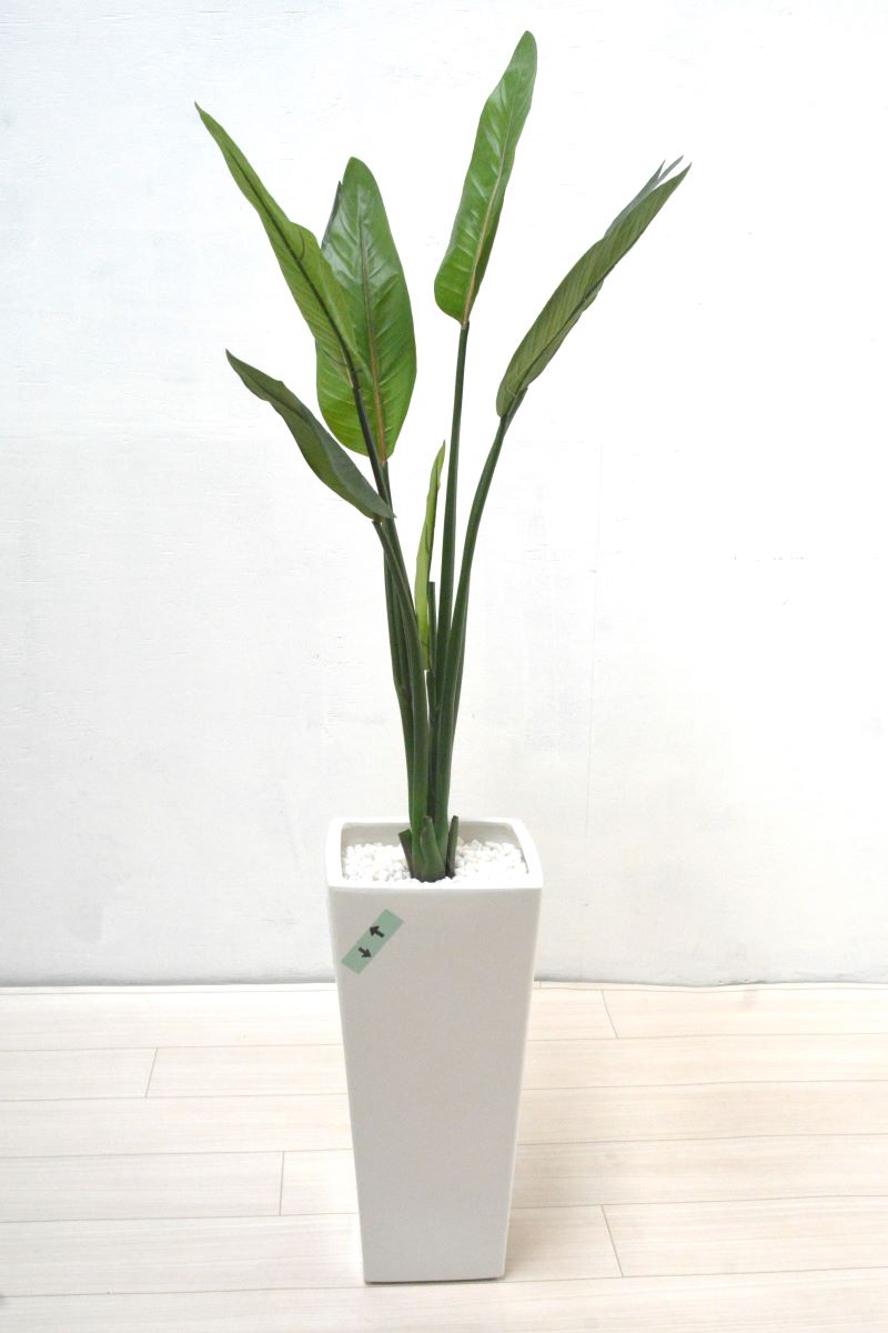 ストレチア(1点物)