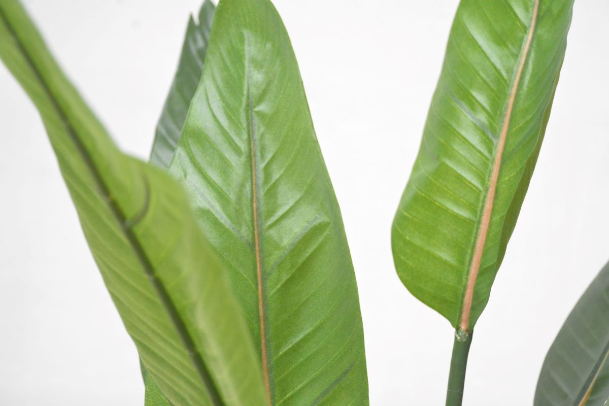 ストレチア(1点物)