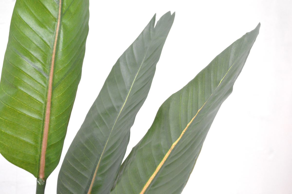 ストレチア(1点物)