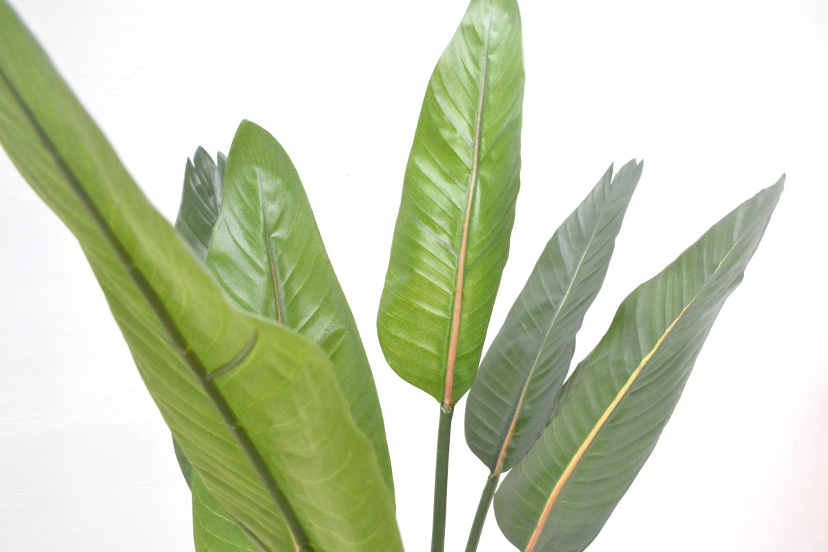 ストレチア(1点物)