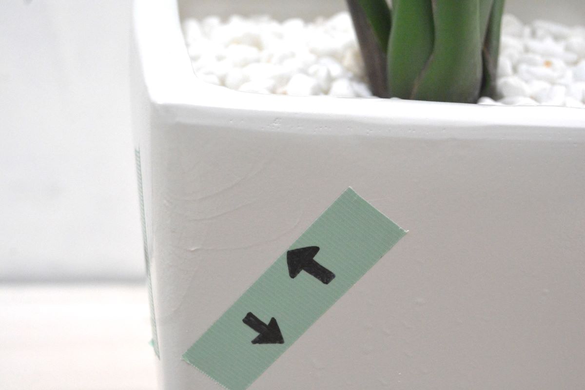 ストレチア(1点物)