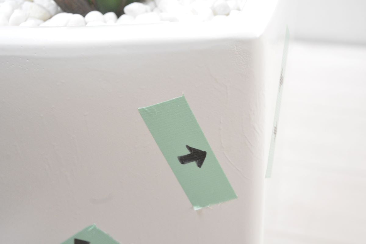 ストレチア(1点物)