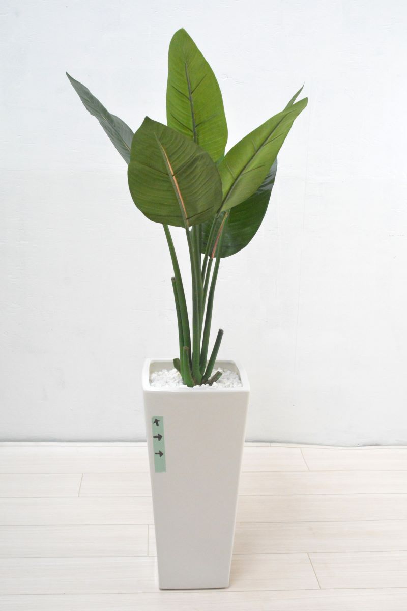 ストレチア(1点物)