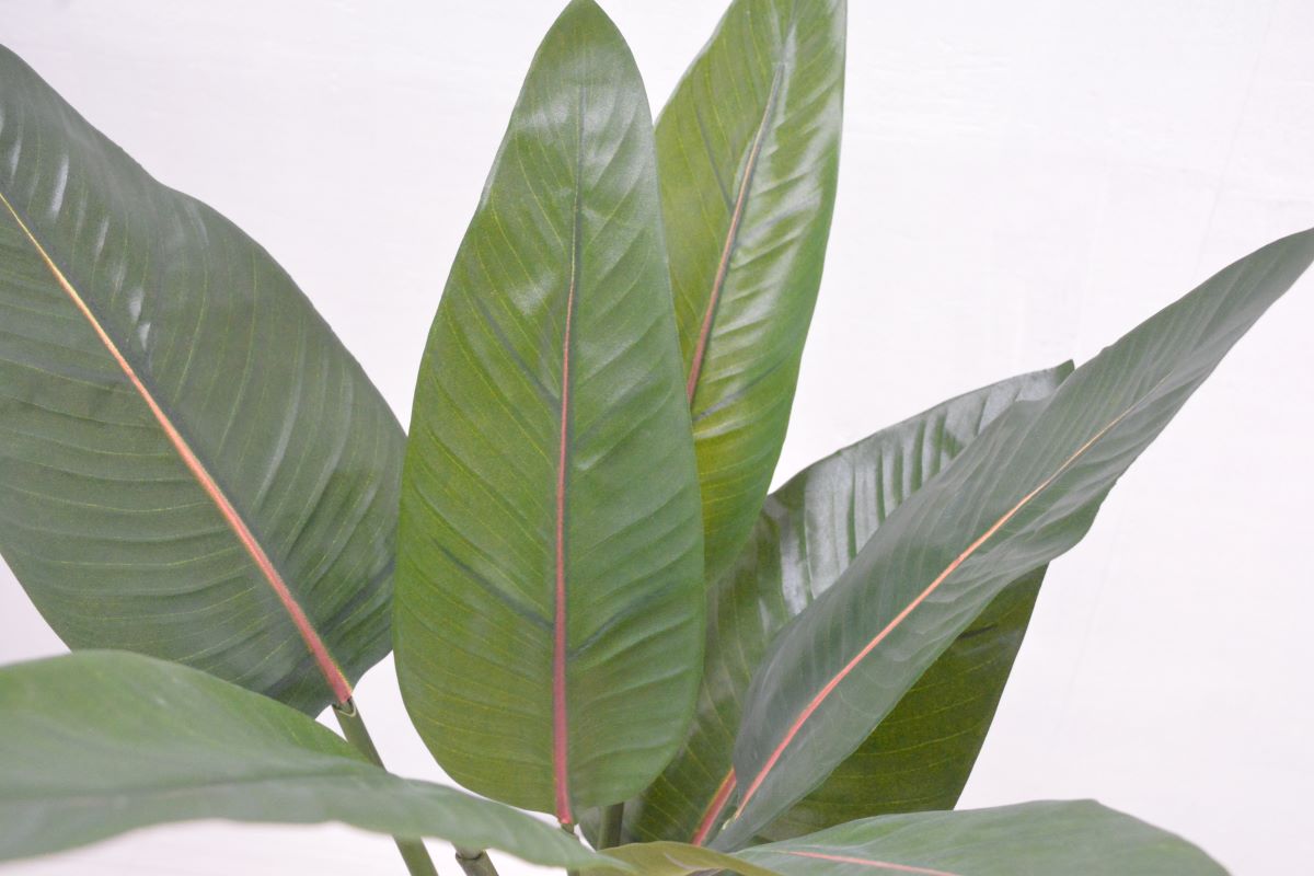 ストレチア(1点物)