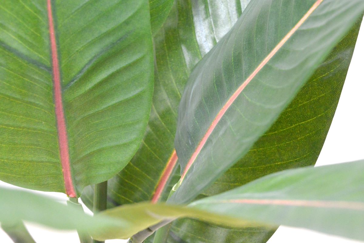 ストレチア(1点物)