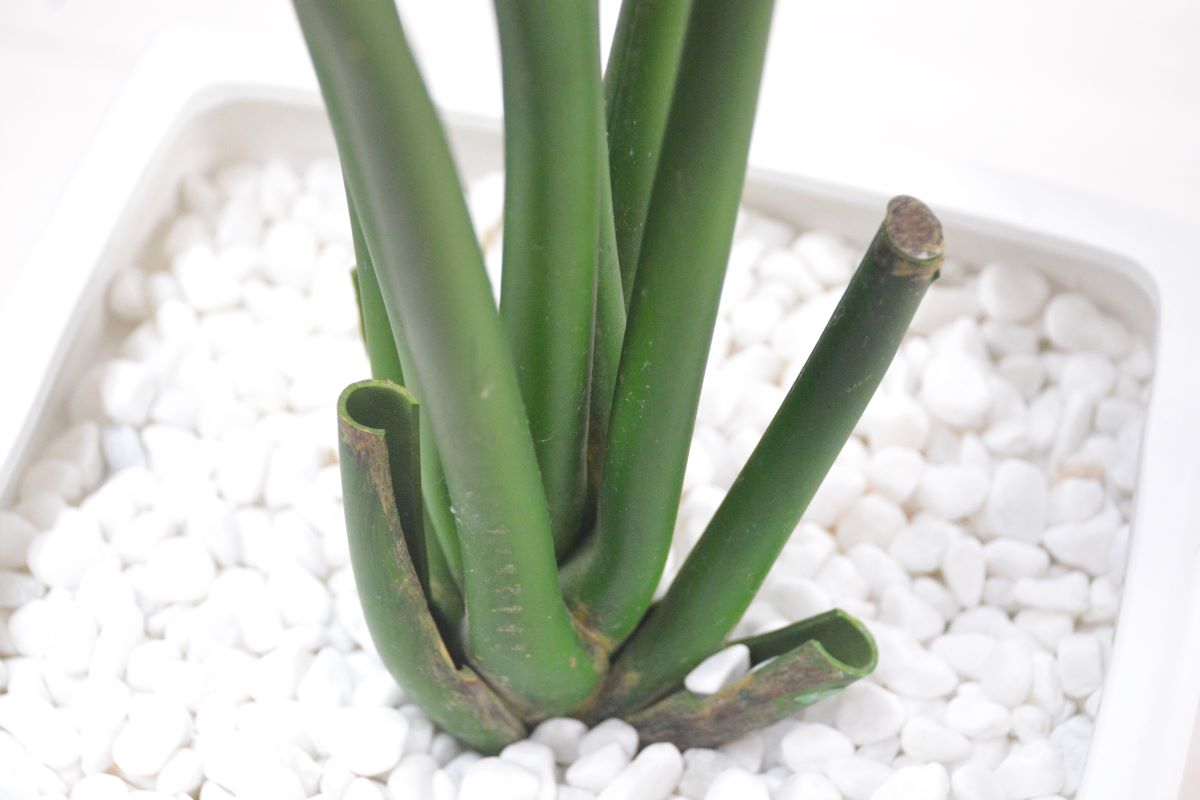 ストレチア(1点物)