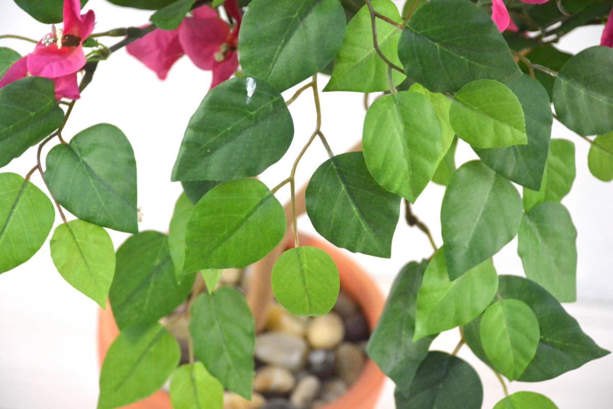 ブーゲンビリア