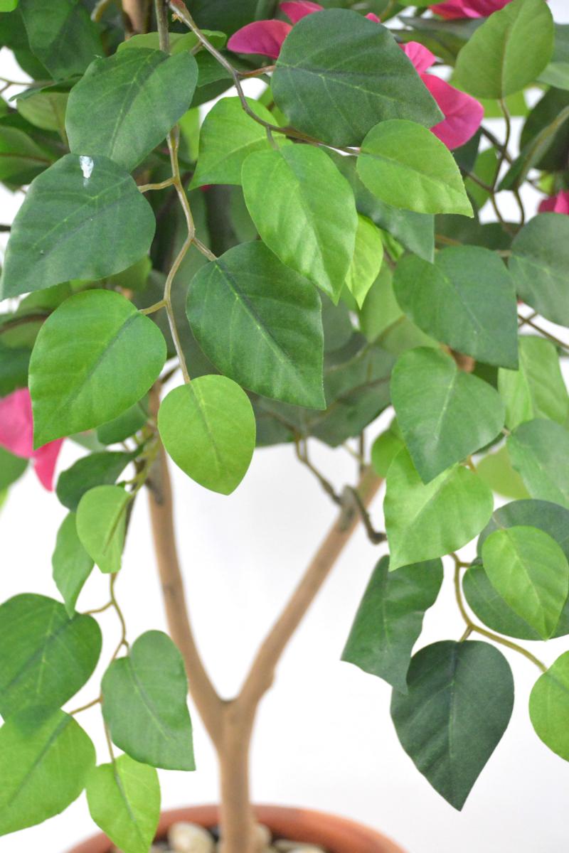 ブーゲンビリア