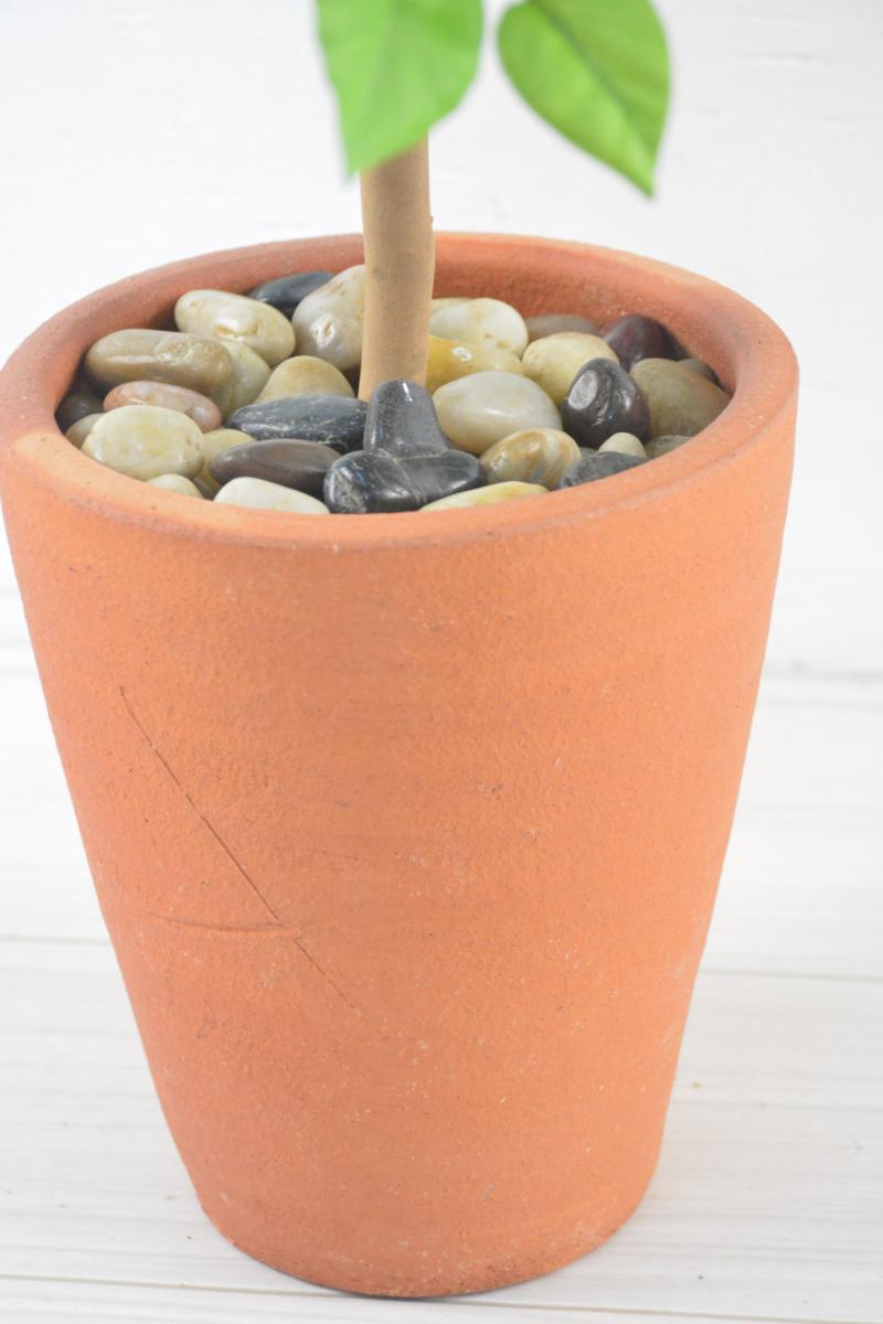 ブーゲンビリア