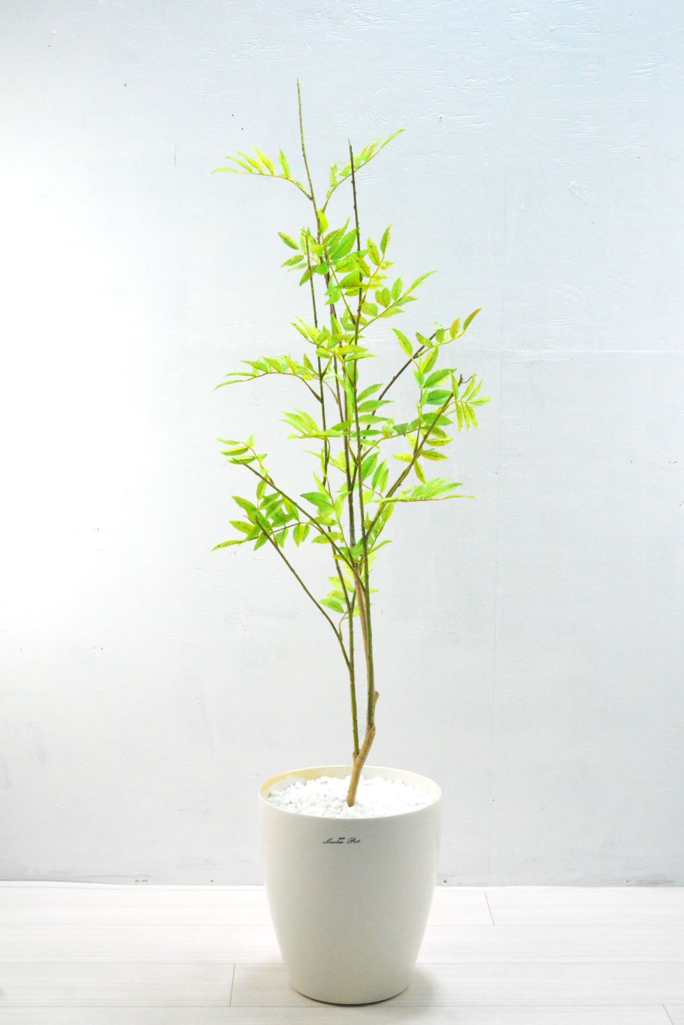 絶品。ナナカマド 超自然樹形2.7M(鉢底から)◎美斑紋 ナナカマド（1点物）