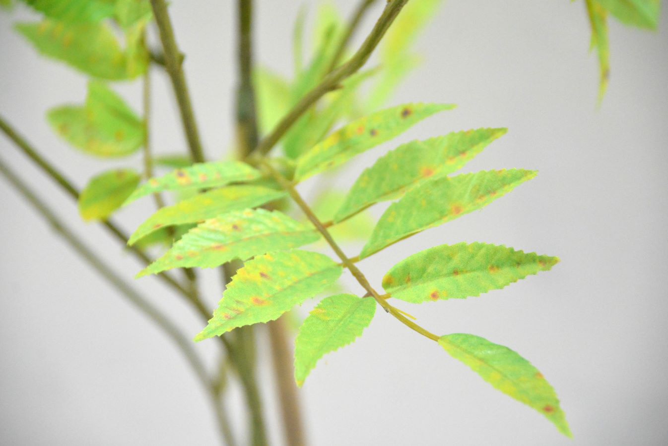 ナナカマド(1点物)