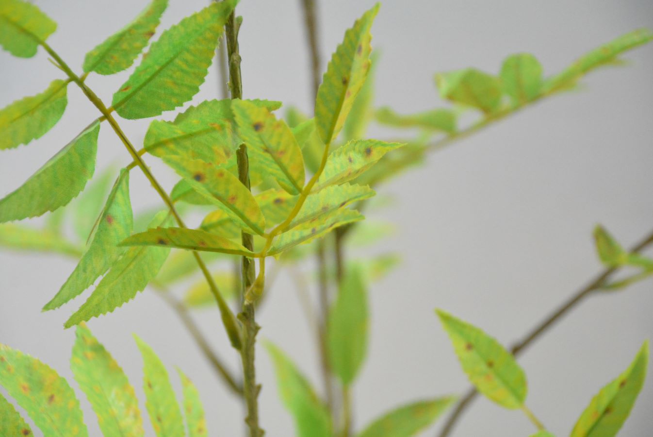 ナナカマド(1点物)