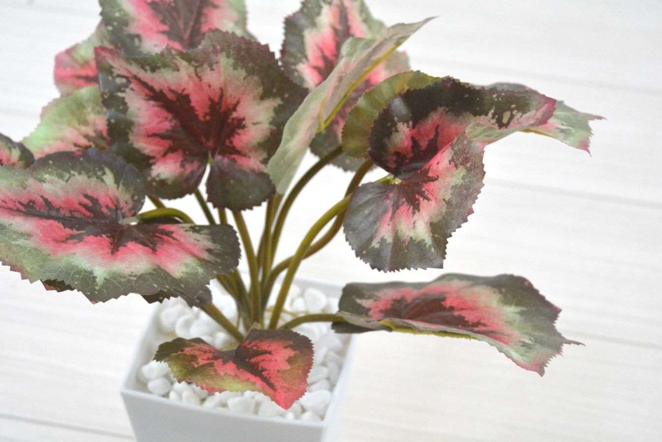 ゼラニウム(1点物)