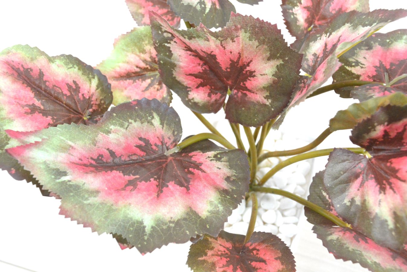 ゼラニウム(1点物)