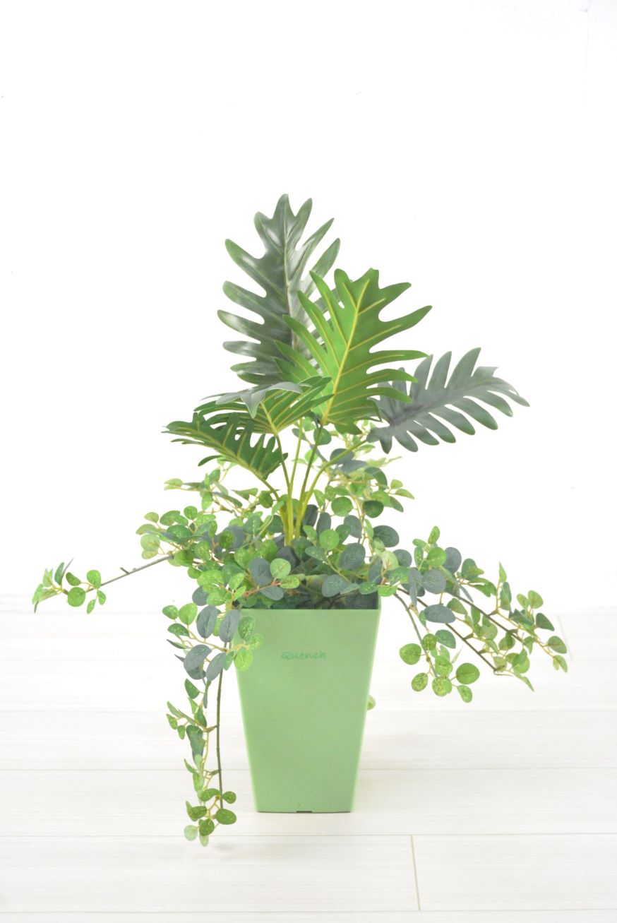 クッカパラ寄せ植え(1点物)