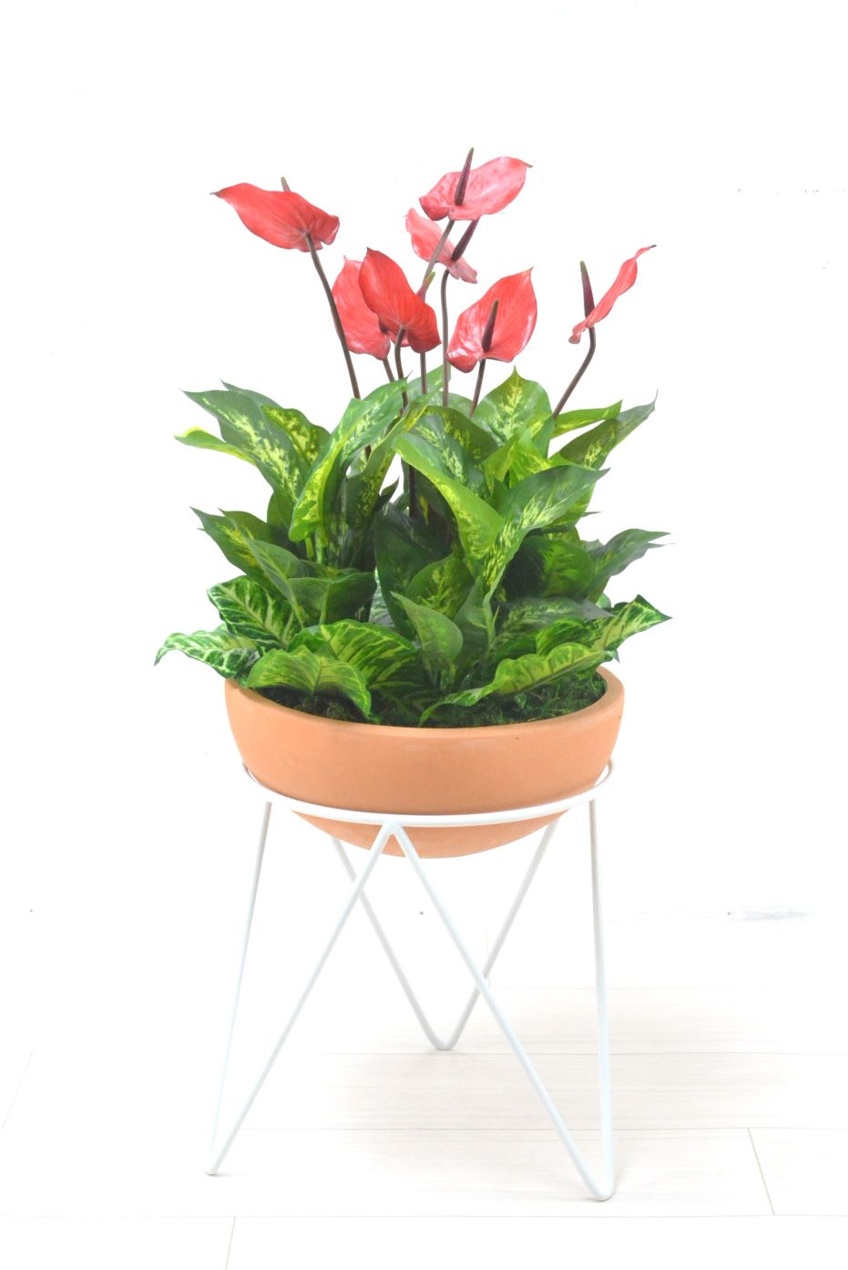 アンスリューム寄せ植え(1点物)