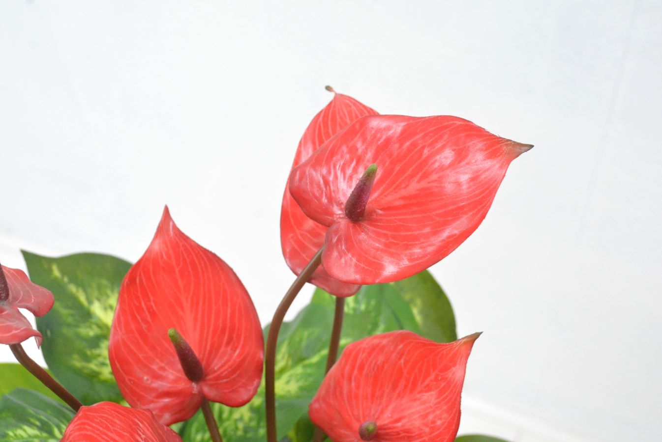 アンスリューム寄せ植え(1点物)