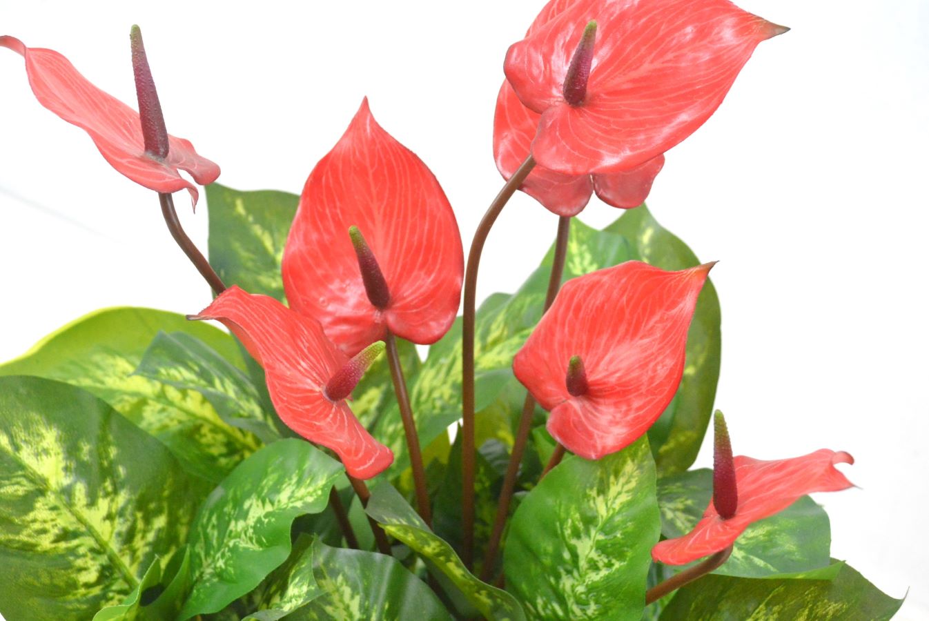 アンスリューム寄せ植え(1点物)