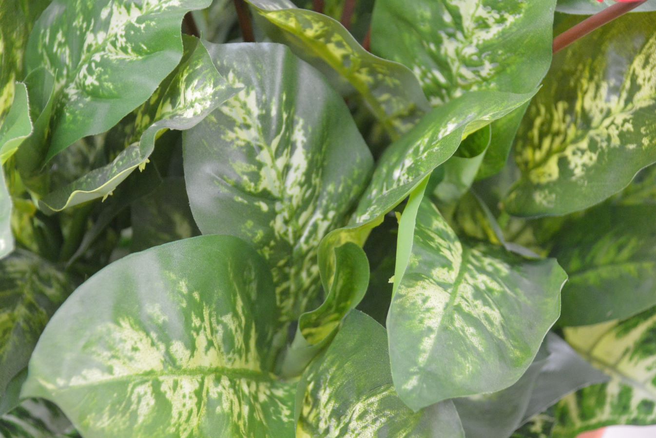 アンスリューム寄せ植え(1点物)