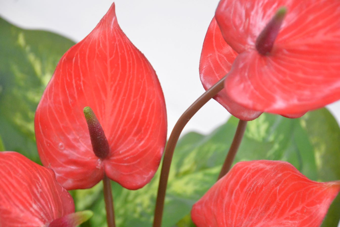 アンスリューム寄せ植え(1点物)