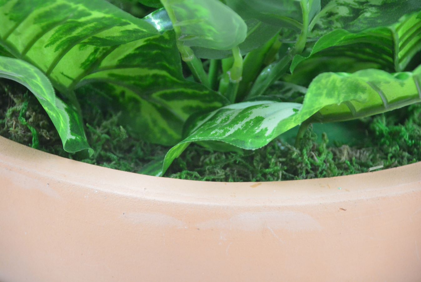 アンスリューム寄せ植え(1点物)