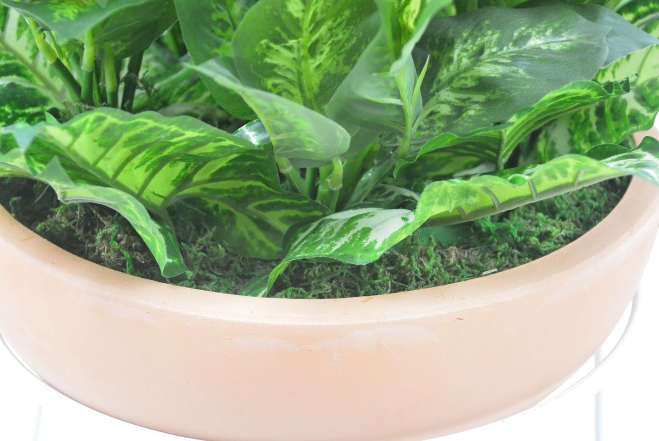 アンスリューム寄せ植え(1点物)