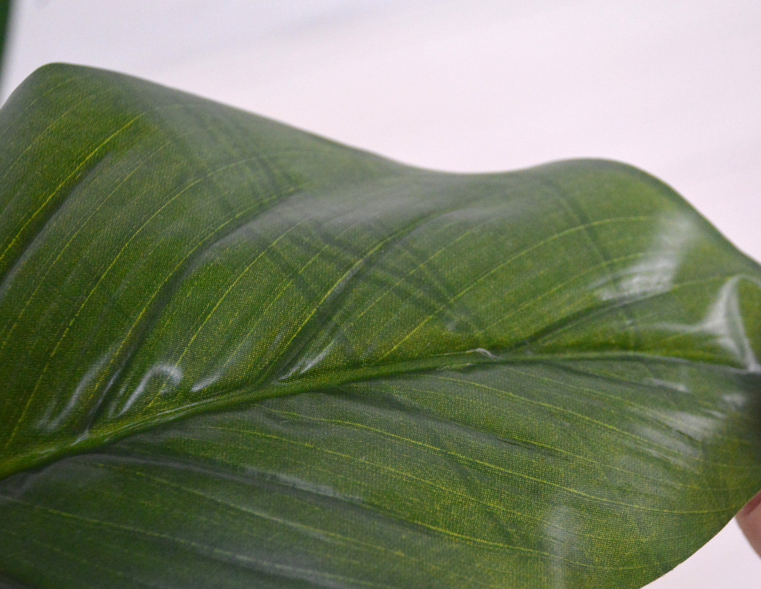 トラベラーズパーム(1点物)