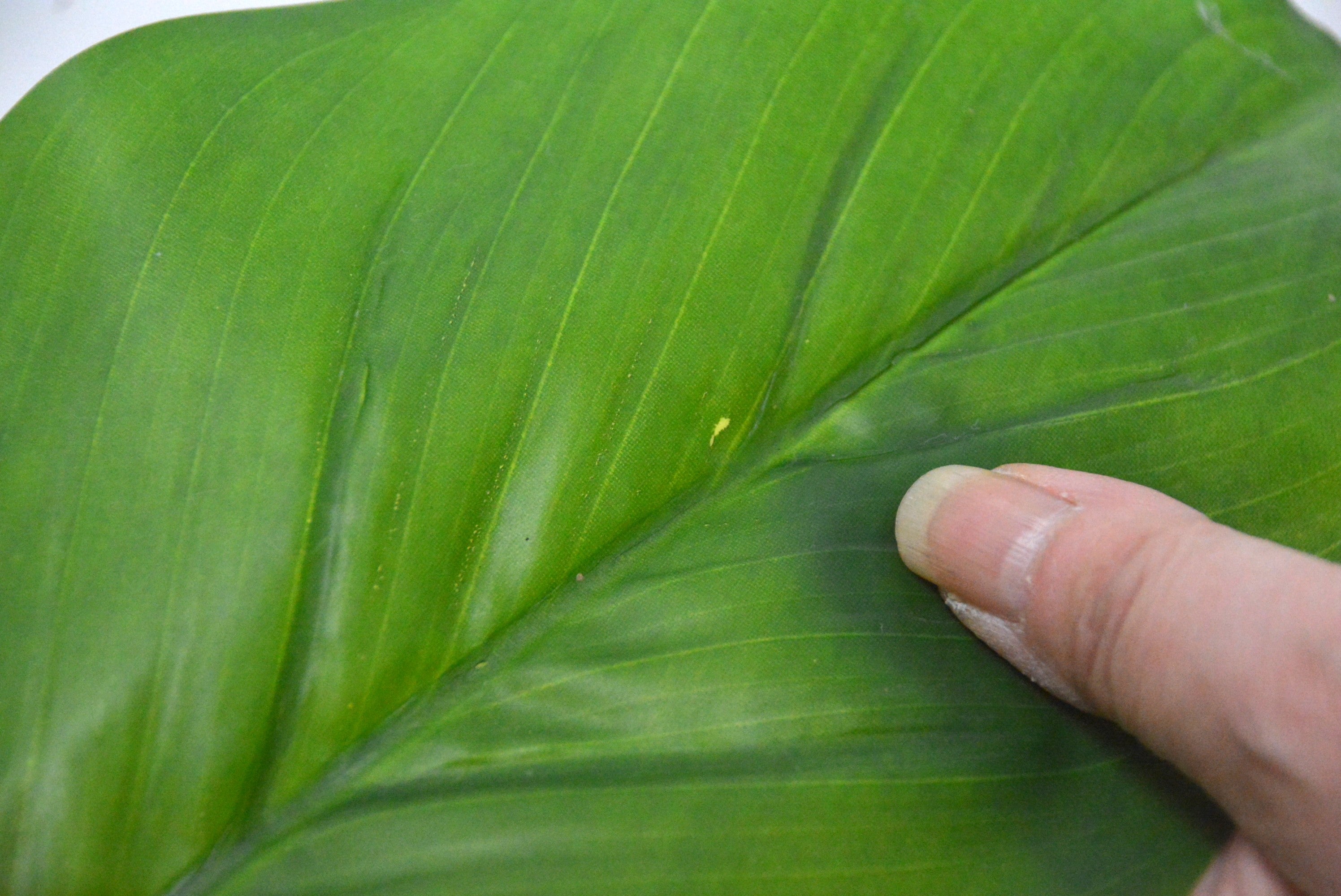 トラベラーズパーム(1点物)