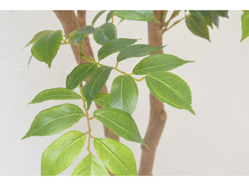 マウンテンアッシュ