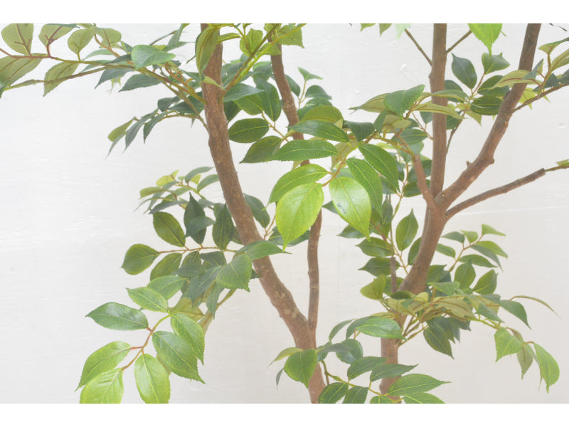 マウンテンアッシュ