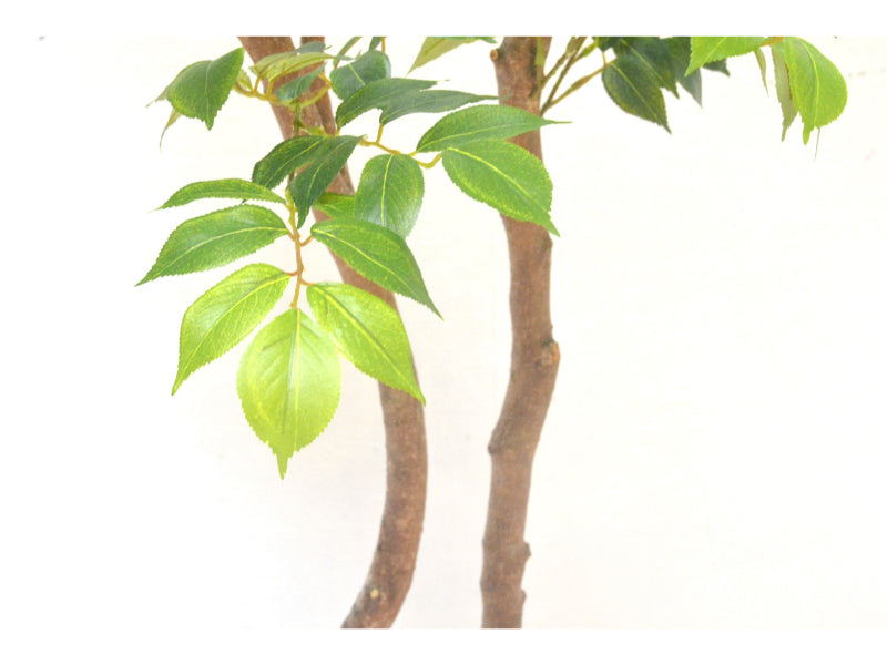 マウンテンアッシュ