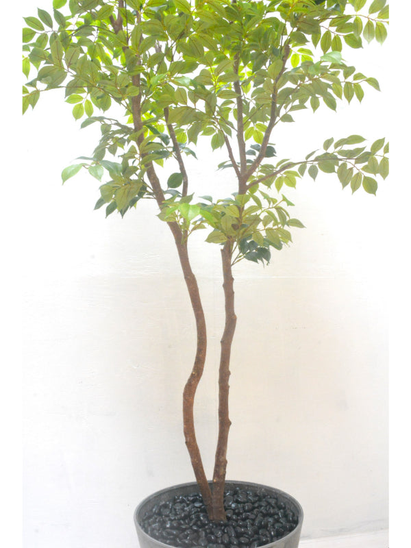 マウンテンアッシュ