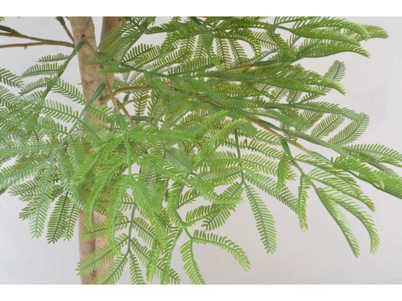 エバーグリーン