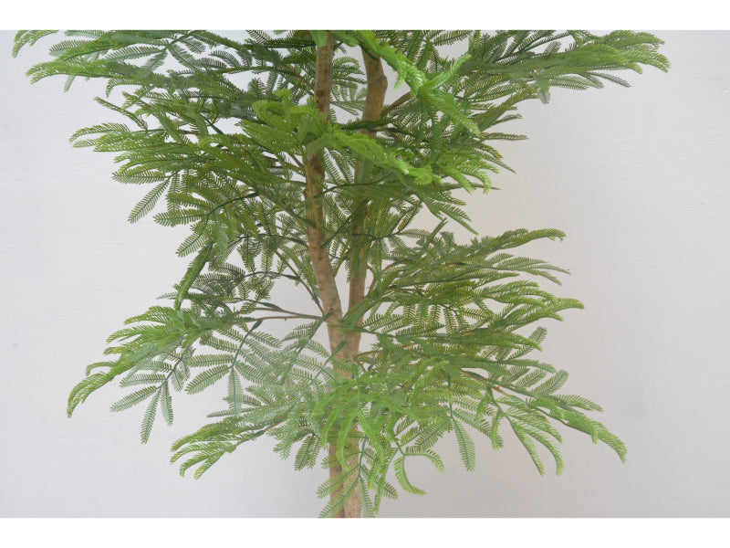 エバーグリーン