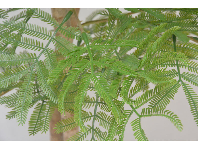 エバーグリーン