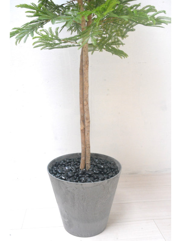 エバーグリーン