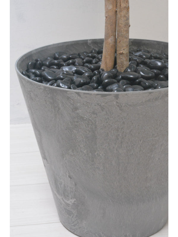 エバーグリーン