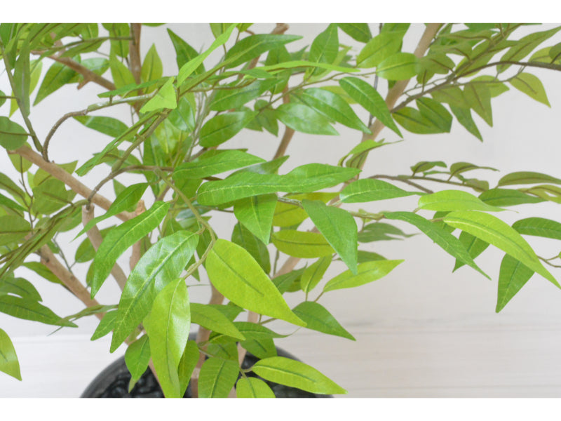 フランスベンジャミン