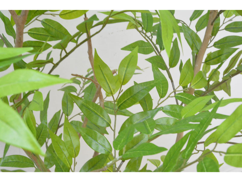 フランスベンジャミン