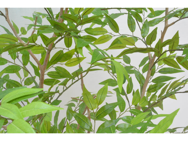 フランスベンジャミン