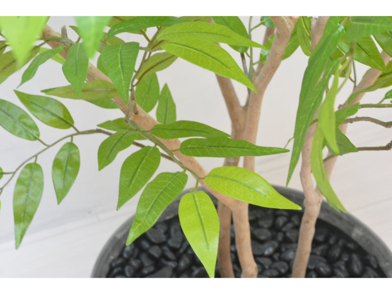 フランスベンジャミン