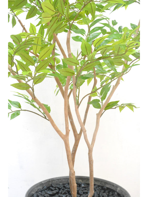 フランスベンジャミン