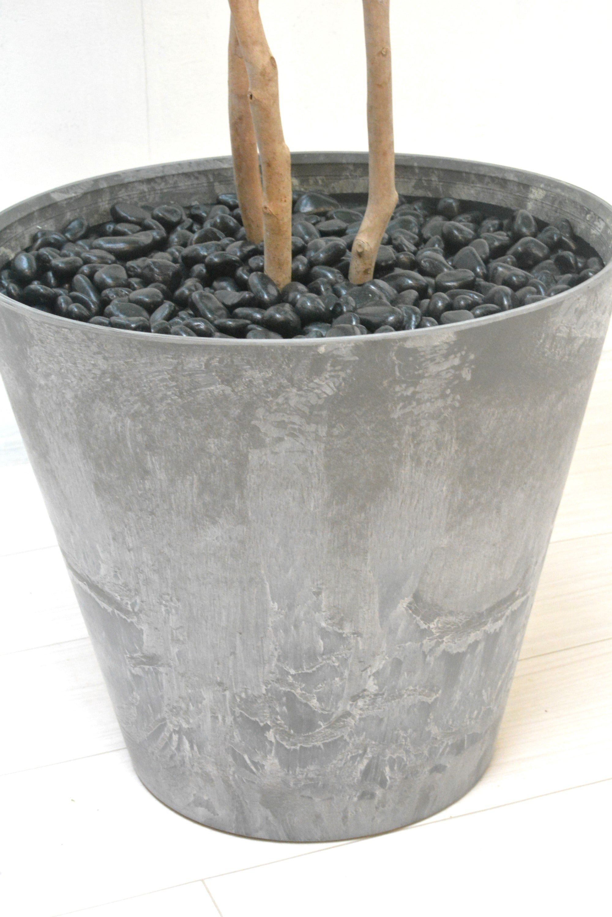 フランスベンジャミン