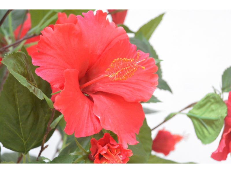 ハイビスカス