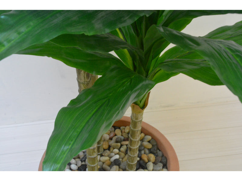 ドラセナ3本立て(1点物)