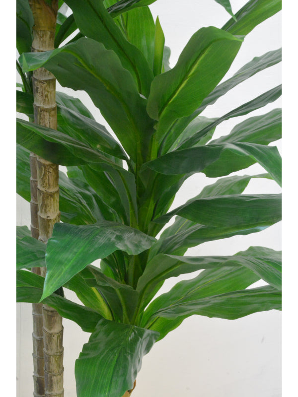 ドラセナ3本立て(1点物)