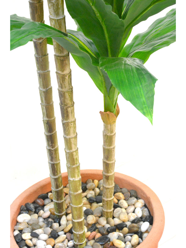 ドラセナ3本立て(1点物)