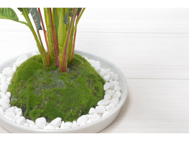 グリーンアレンジ(ゼブラ)