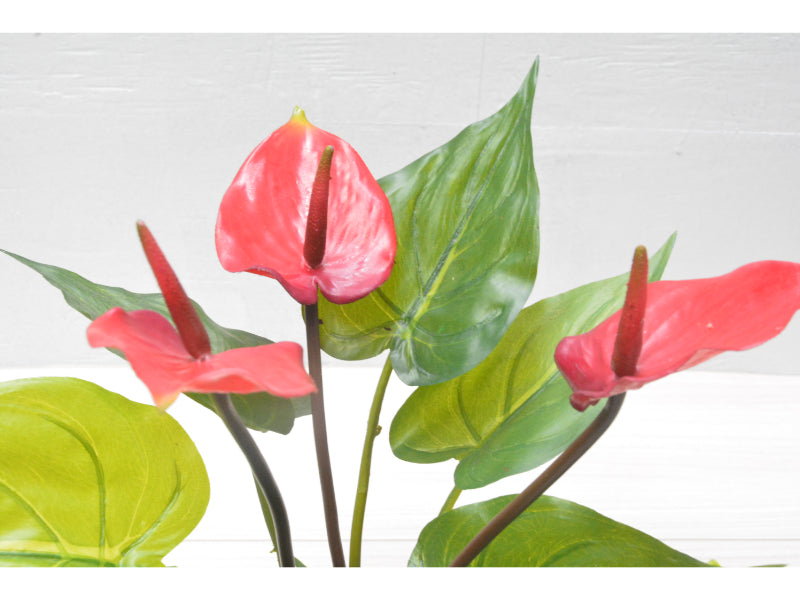 アンスリューム