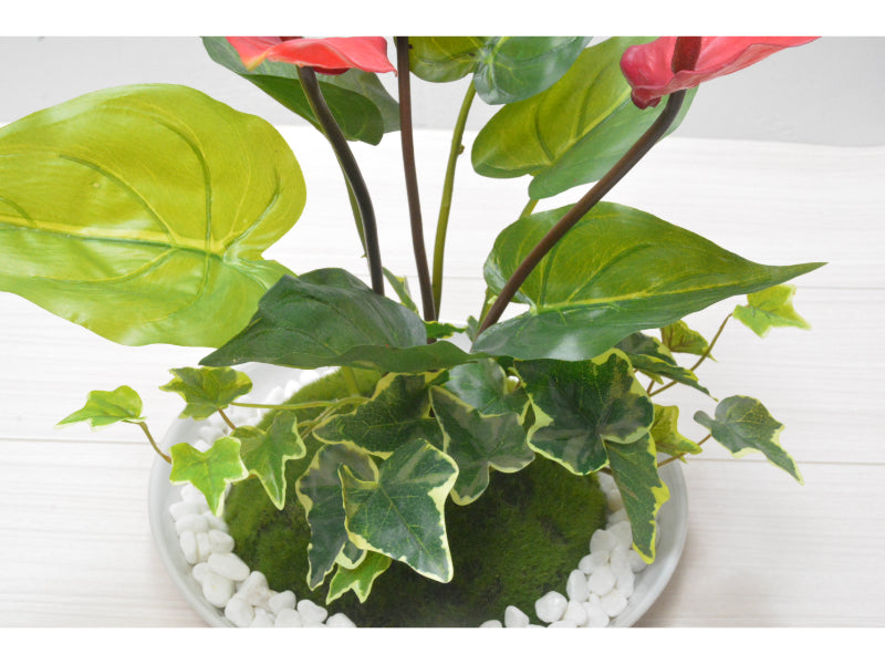 アンスリューム